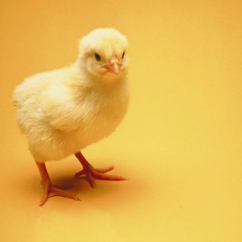 לא חייבים להרוג מיליוני אפרוחים