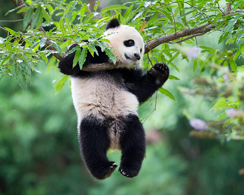 הפנדה הענק כבר לא בסכנת הכחדה