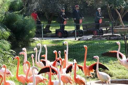 פילים וגלגלים: סיור סגוויי בגן החיות התנ"כי