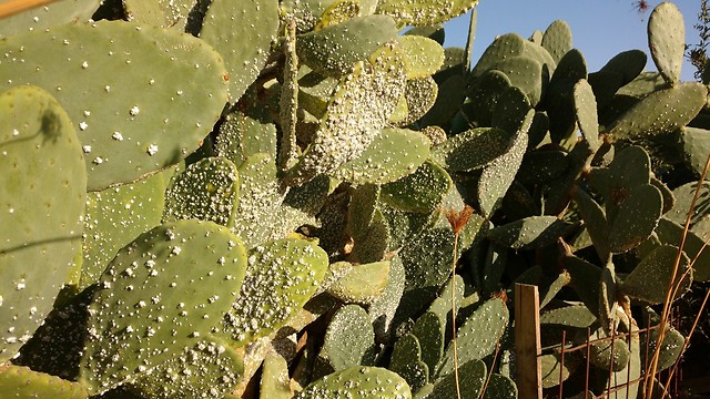 הכנימה שמחסלת צברים והחיפושית המקסיקנית שנלחמת בה