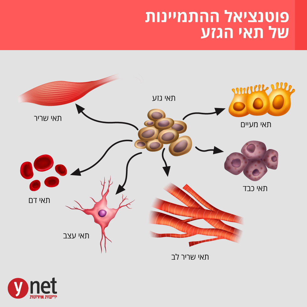 פריצת דרך מדעית: חוקרים הצליחו לגדל תאי שריר במעבדה