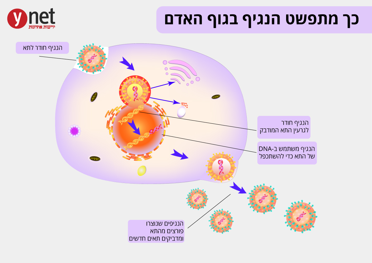שפעת קטלנית: כך היא גורמת לקריסת מערכות ומוות – שלב אחר שלב