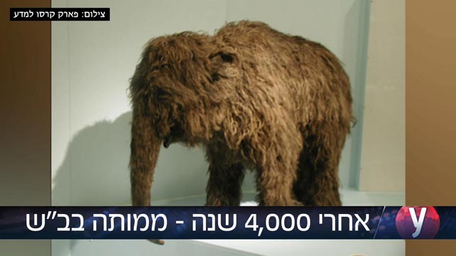 ממותה שחיה לפני 40 אלף שנה מוצגת בבאר-שבע