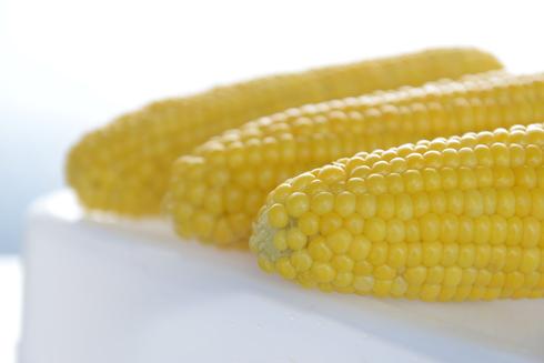 צילום: ירון ברנר צילום: ירון ברנר