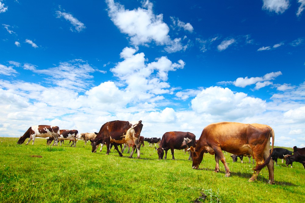 צילום: shutterstock