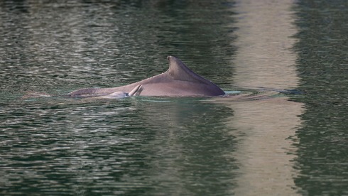 תמונה כללית