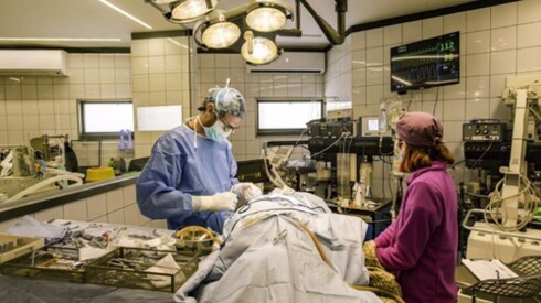 Фото: центр VetNeuro Фото: центр VetNeuro