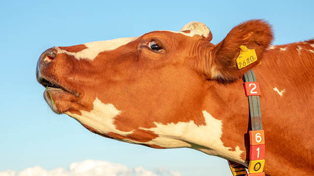 צילום: shutterstock